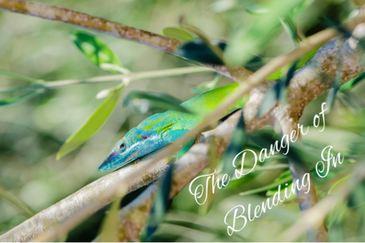 The Danger of Blending In